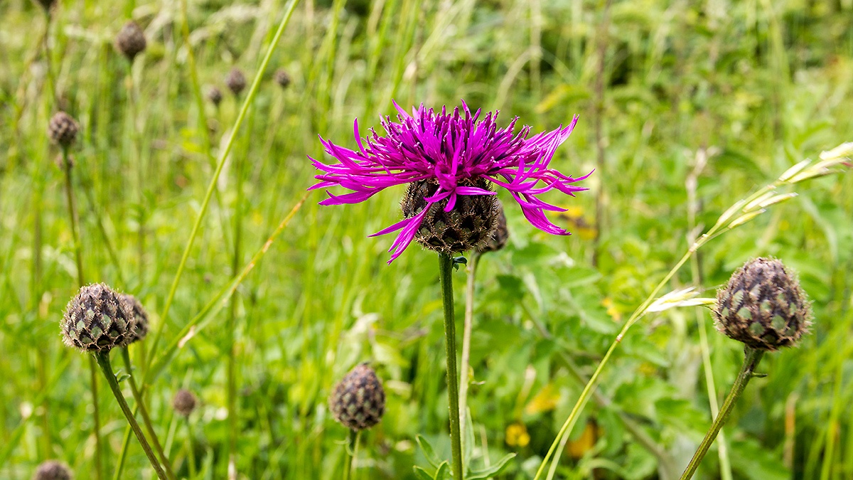 Greater Knapweed [Centaurea scabiosa]