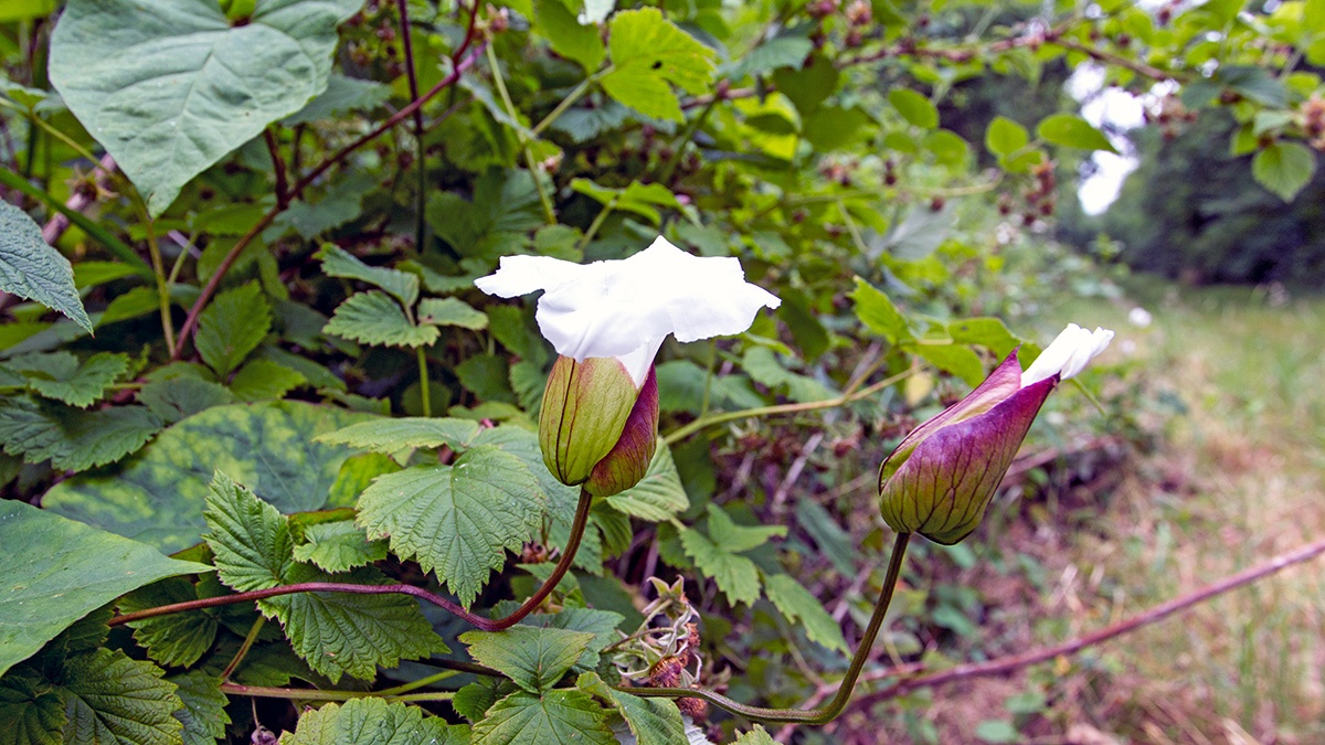 Large Bindweed [Calystegia silvatica]