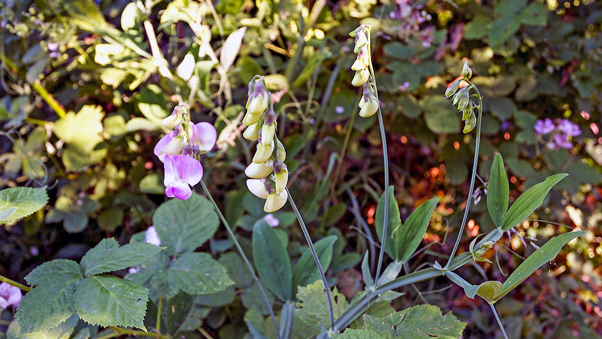 Broad-leaved Everlasting Pea [Lathyrus latifolius]