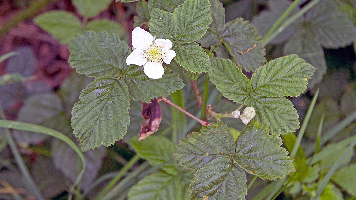 Bramble [Rubus fruticosus agg.]