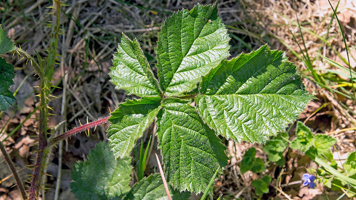 Bramble [Rubus fruticosus agg.]
