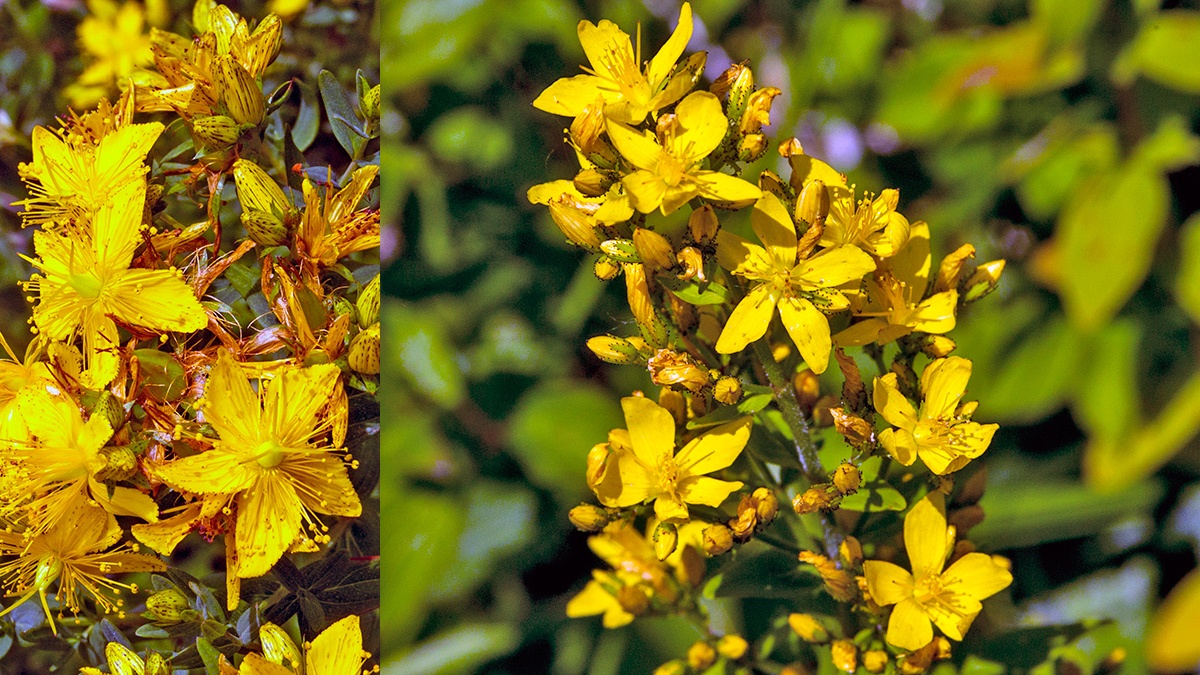 Perforate St John's-wort [Hypericum perforatum] and  Hairy St John's-wort [Hypericum hirsutum]