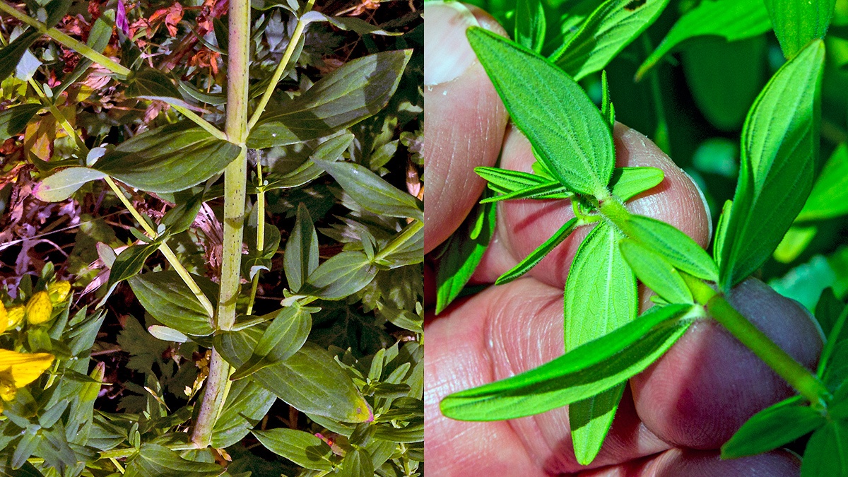 Perforate St John's-wort [Hypericum perforatum] and  Hairy St John's-wort [Hypericum hirsutum]