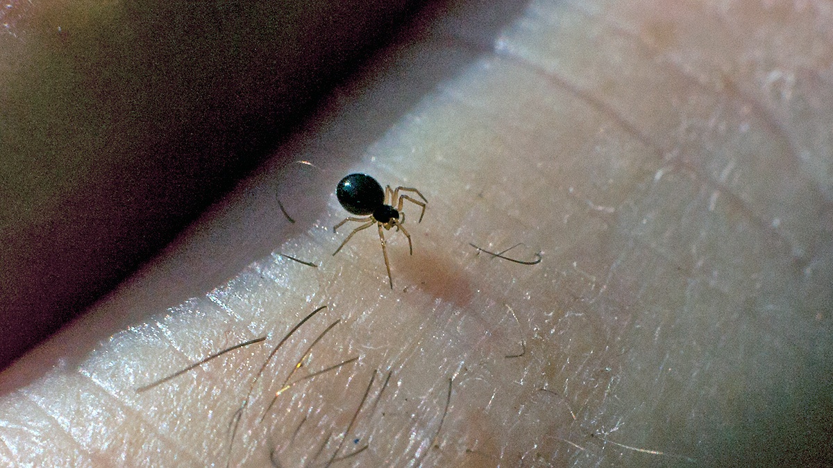 Black Money Spider [Erigone atra]