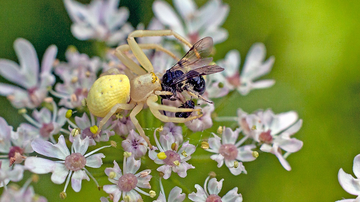 Flower Crab Spider [Misumena vatia]