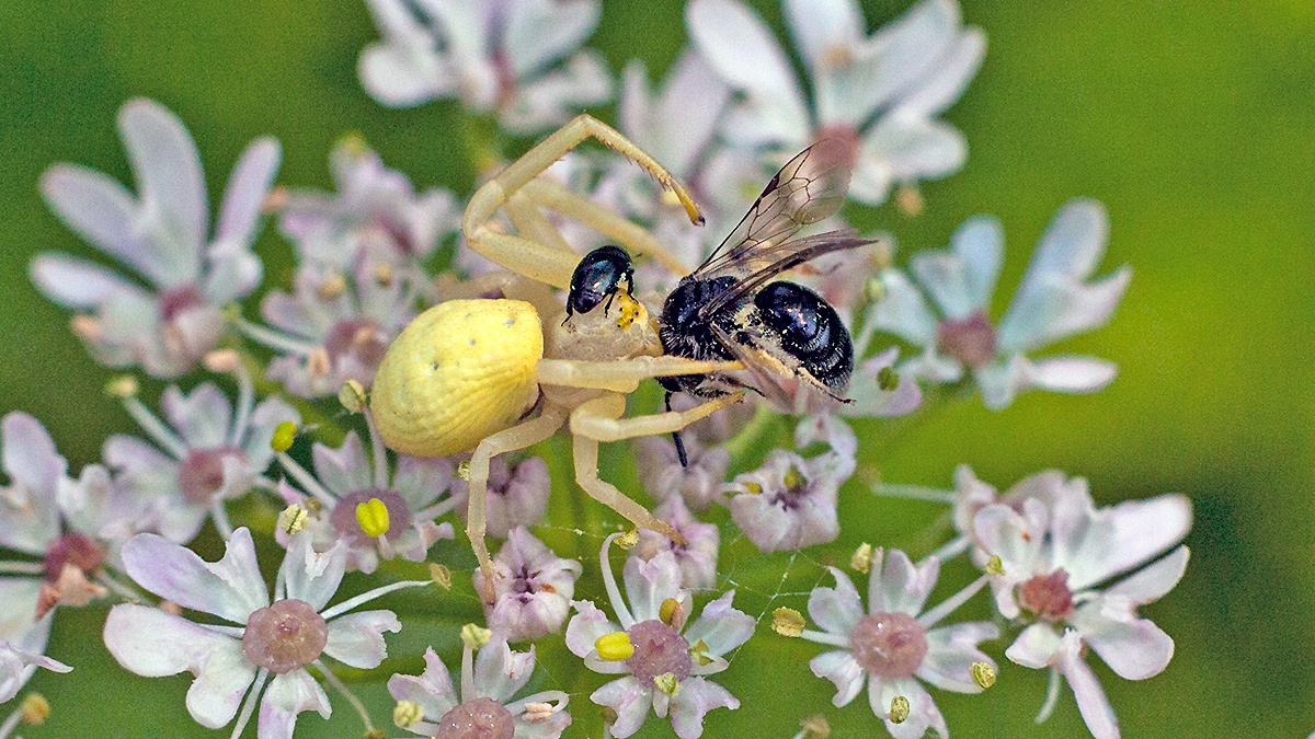 Flower Crab Spider [Misumena vatia]
