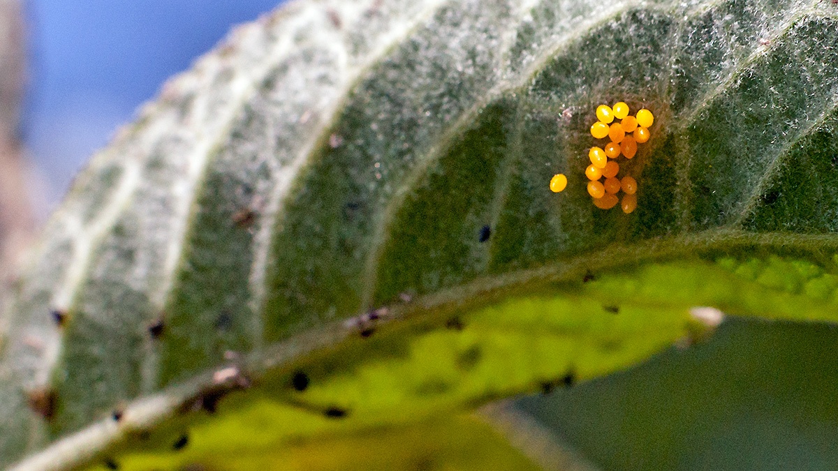 Seven-spot Ladybird [Coccinella septempunctata]