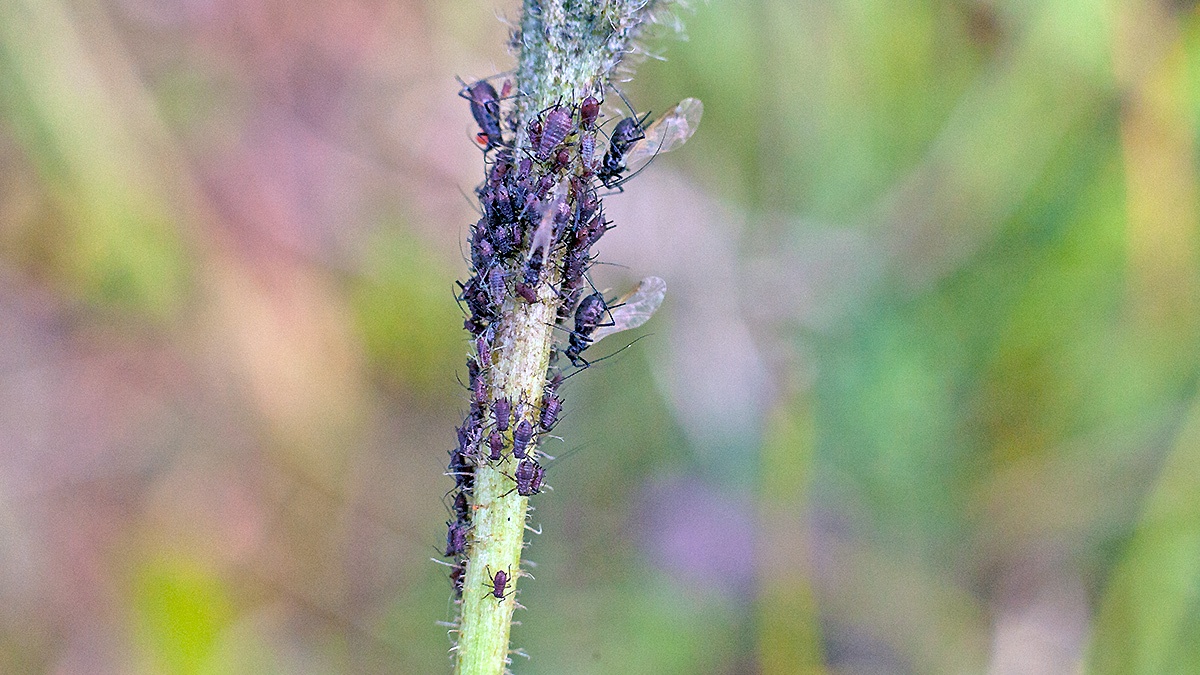 Large Chicory Aphid [Uroleucon cichorii?]