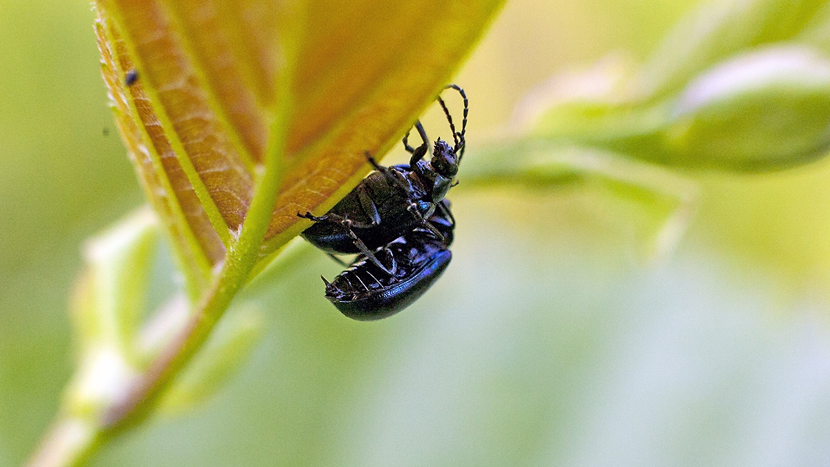 Alder Leaf Beetle [Agelastica alni]