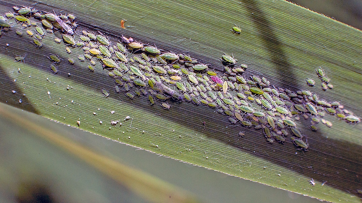 Reed Aphid [Hyalopteris pruni]