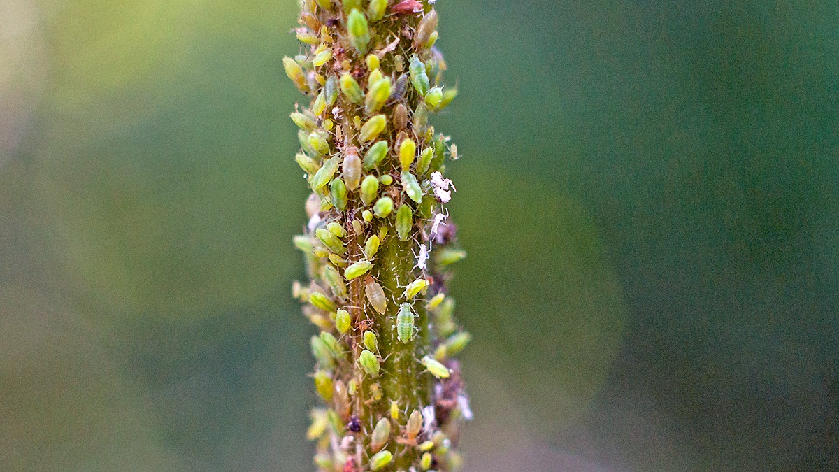 Herb Bennet Aphid [Macrosiphum gei?]