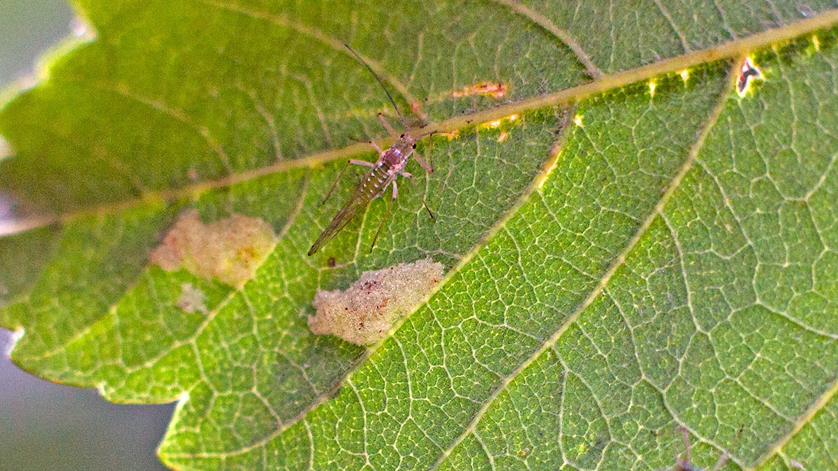 Common Sycamore Aphid [Drepanosiphum platanoidis]