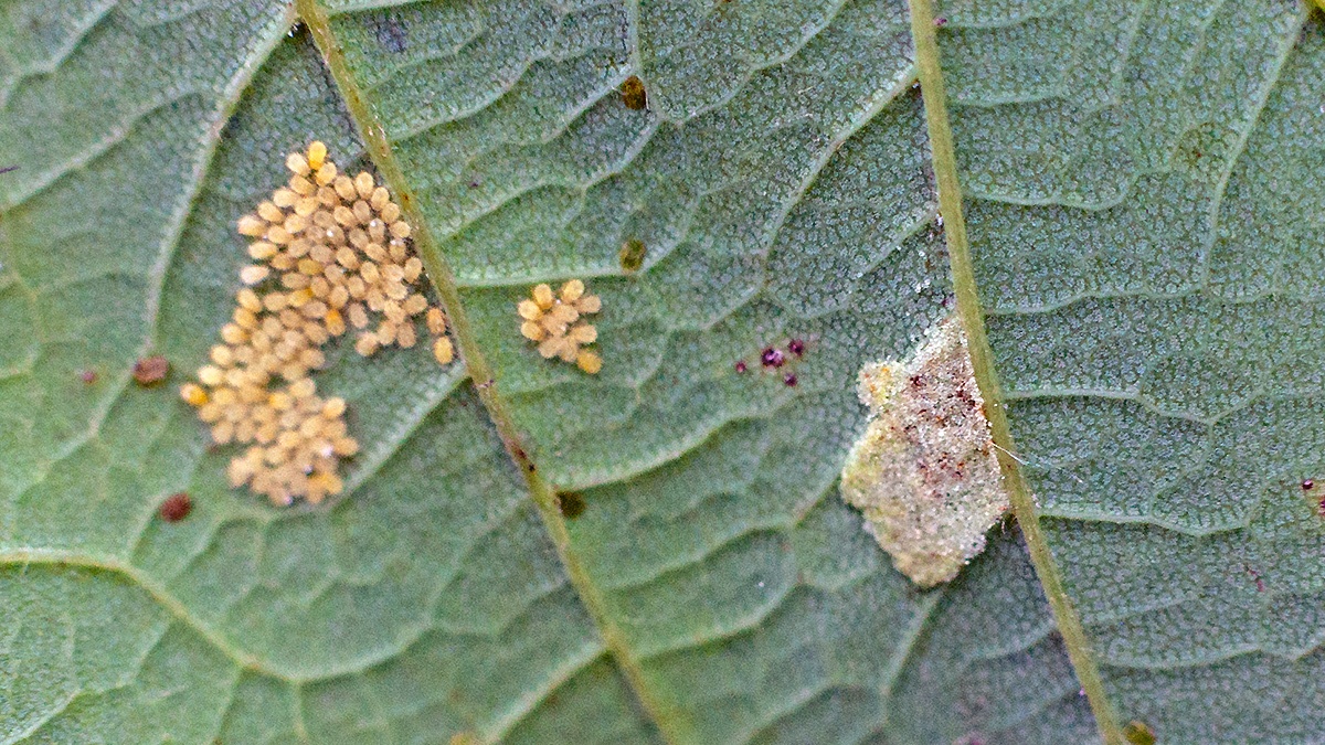 Sycamore Periphyllus Aphid [Periphyllus acericola]