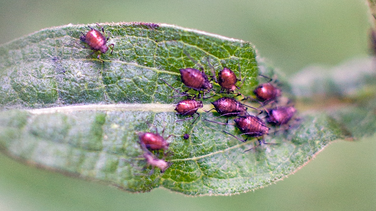 Yellow-legged Knapweed Aphid [Uroleucon jaceicola?]