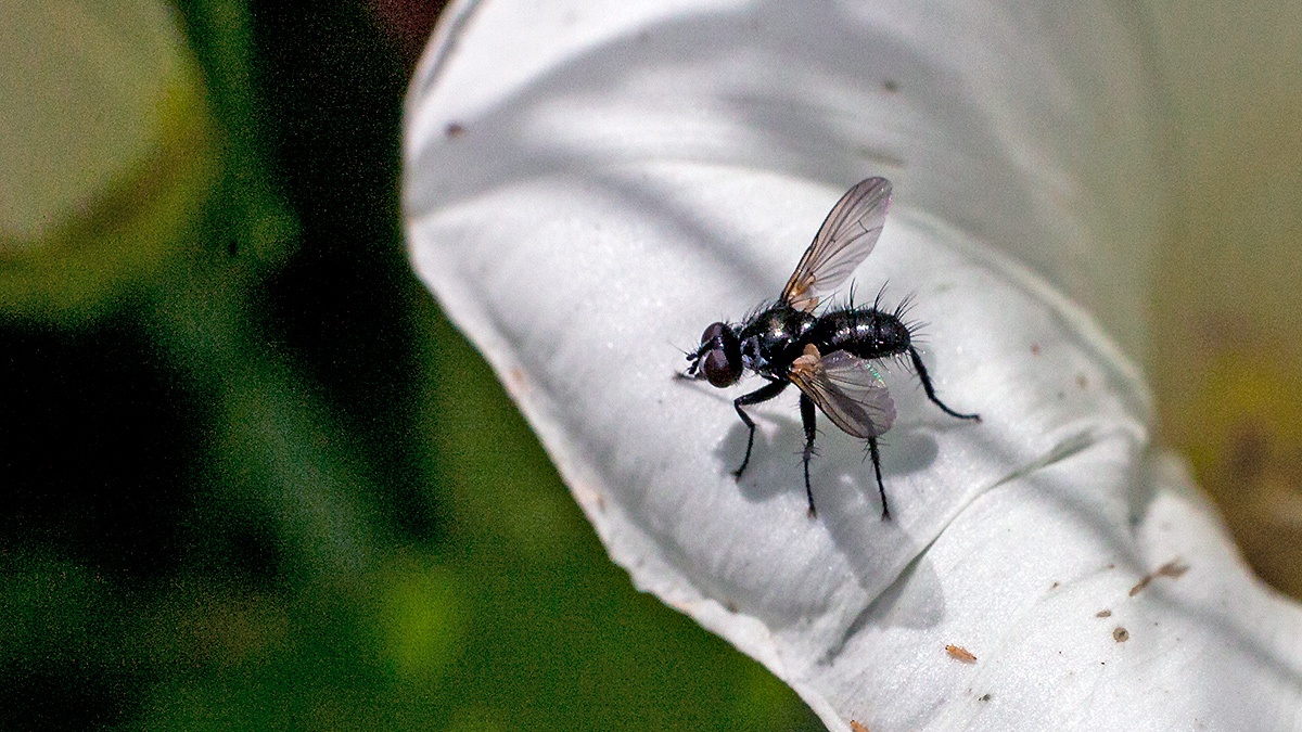 Common Splay-wing [Phania funesta]