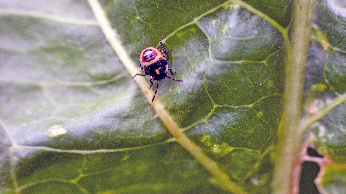 Brassica Shieldbug [Eurydema oleracea]