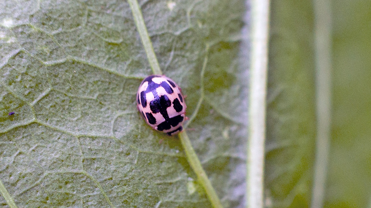 14-spotted Ladybird [Propylea quattuordecimpunctata]