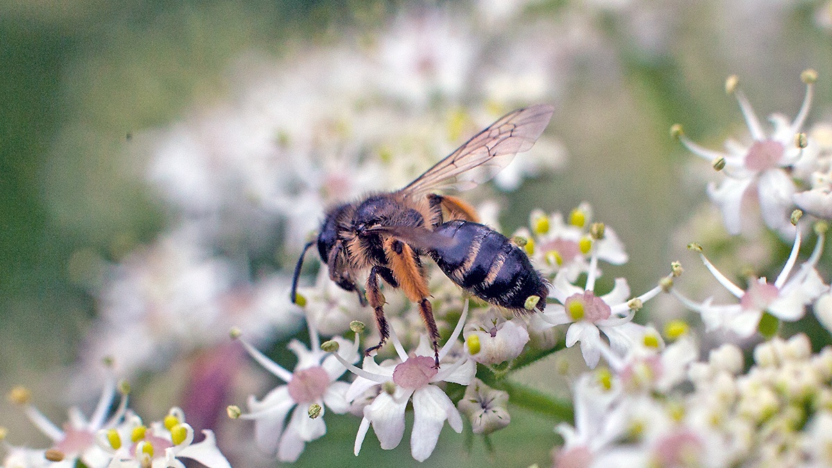Yellow-legged Mining Bee [Andrena flavipes?]