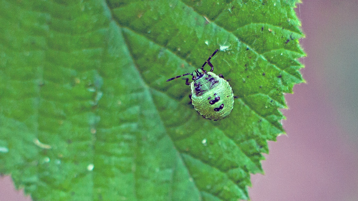 Green Shield Bug [Palomena prasina]