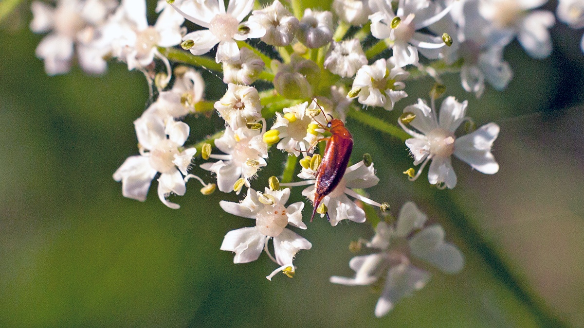 tumbling flower beetle [Mordellistena neuwaldeggiana]