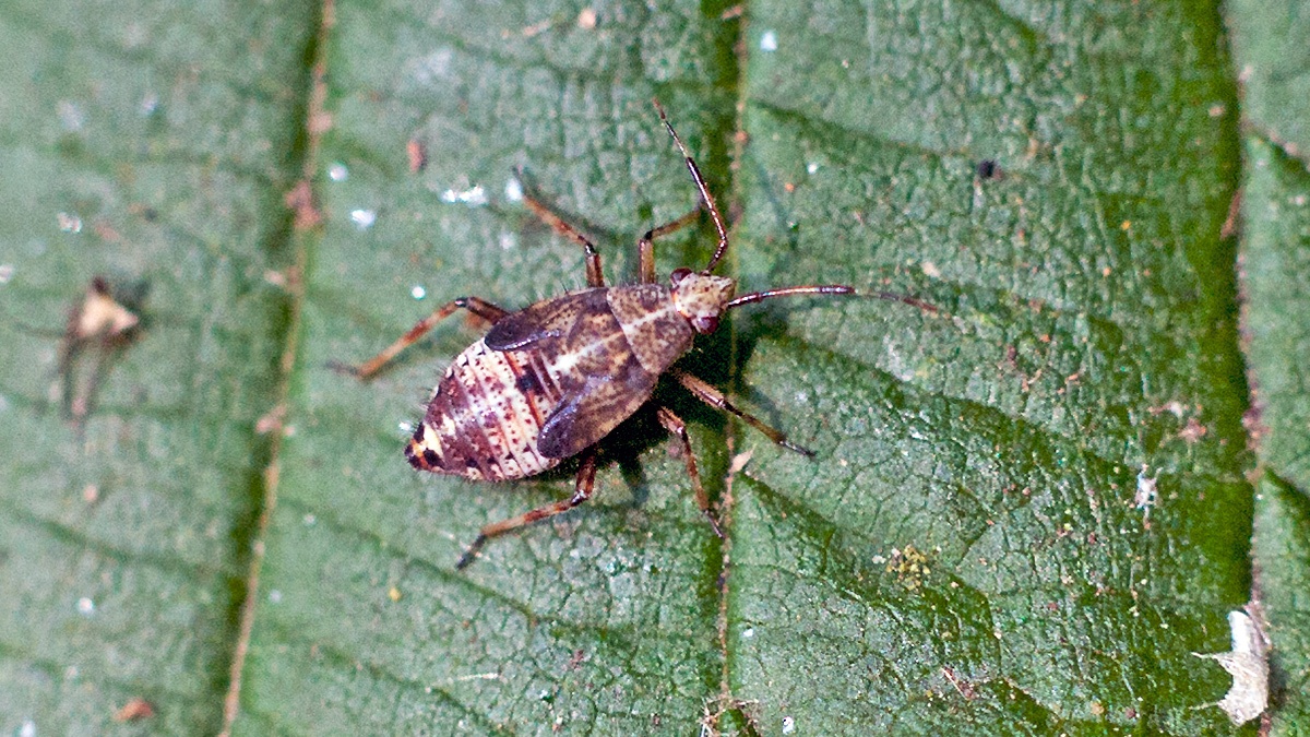 Yellow-lined Plant Bug [Deraeocoris flavilinea]