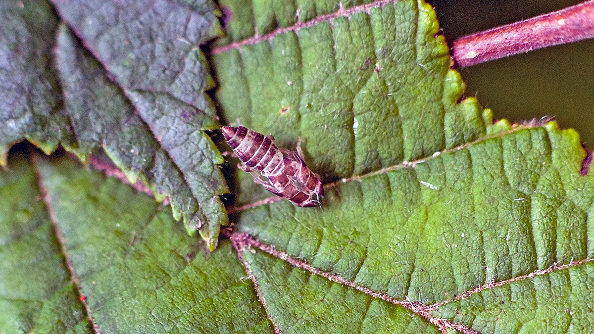 leafhopper [Oncopsis sp.?]