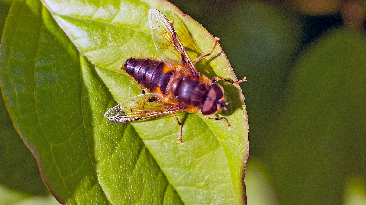 Tapered Drone Fly [Eristalis pertinax]
