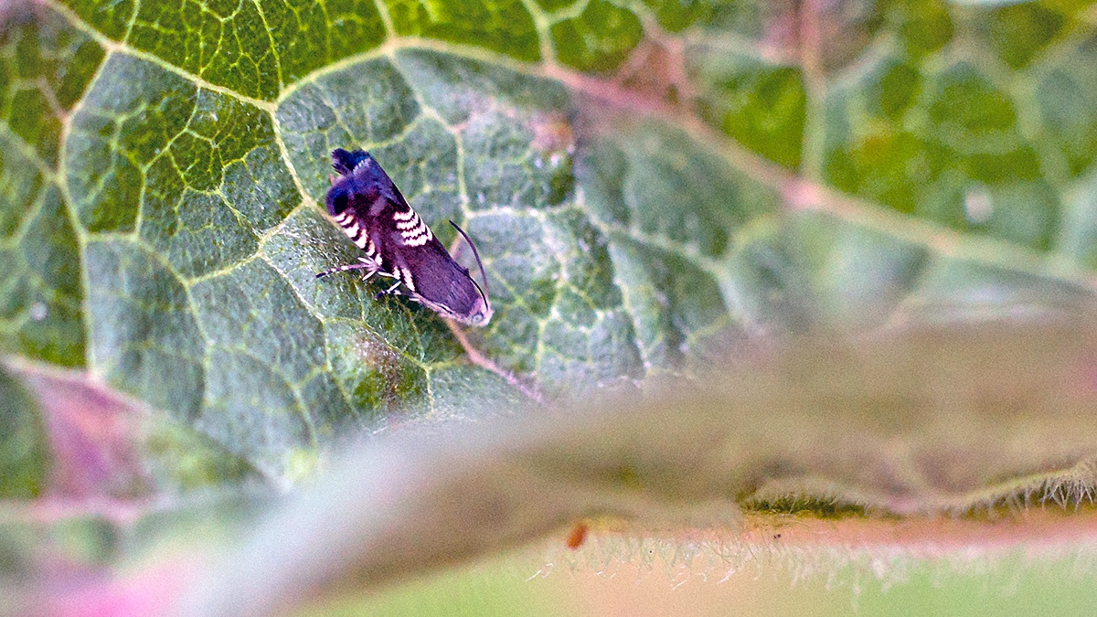 Meadow Tortrix [Grapholita compositella]