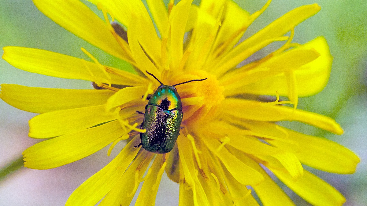 Small Green Pot Beetle [Cryptocephalus hypochaeridis]