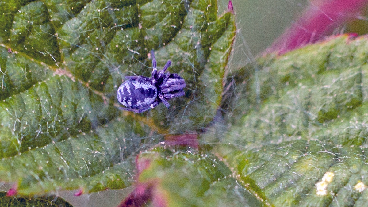 Common Mesh Weaver [Dictyna arundinacea]
