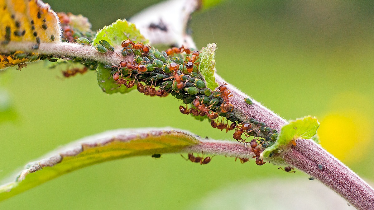 Small Willow Aphid [Aphis farinosa]
