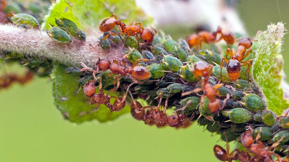 red ants [Myrmica sp.]
