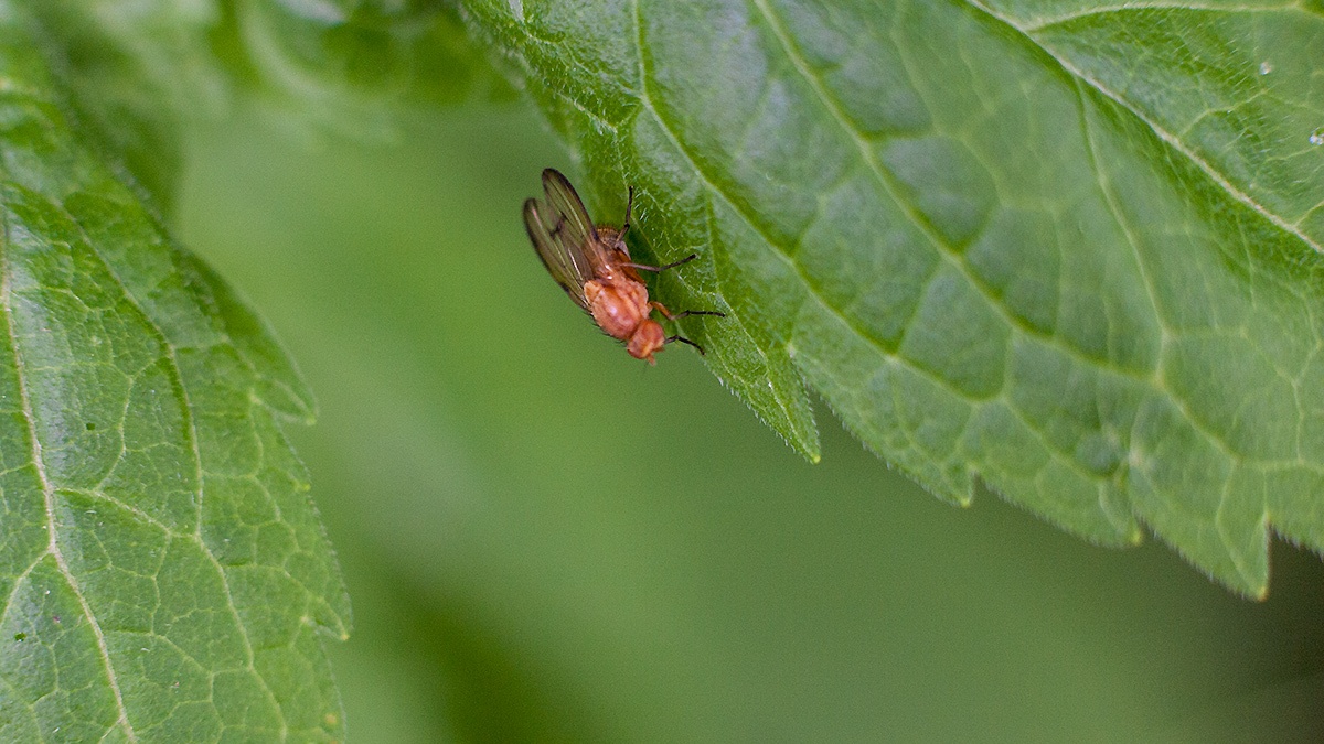 Lauxaniid fly [Minettia inusta]