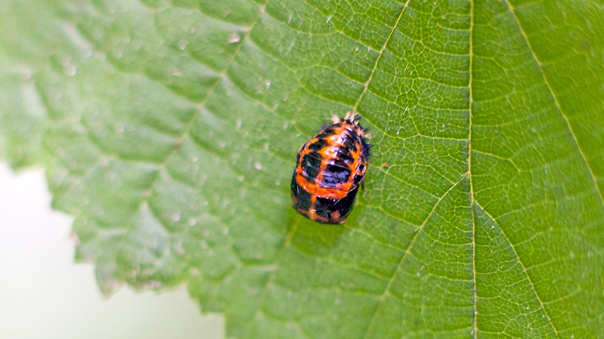 Harlequin Ladybird [Harmonia axyridis]