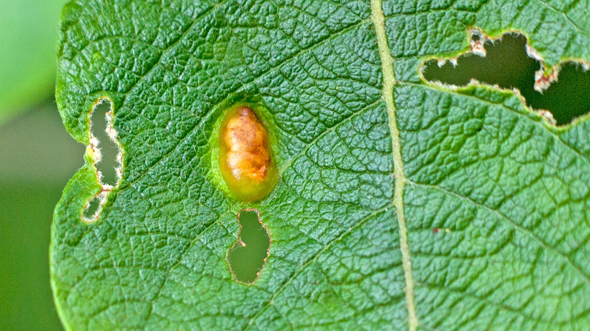 Sallow Bean-gall Sawfly [Euura bridgmanii]