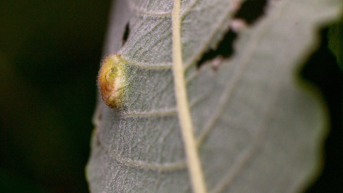 Sallow Bean-gall Sawfly [Euura bridgmanii]