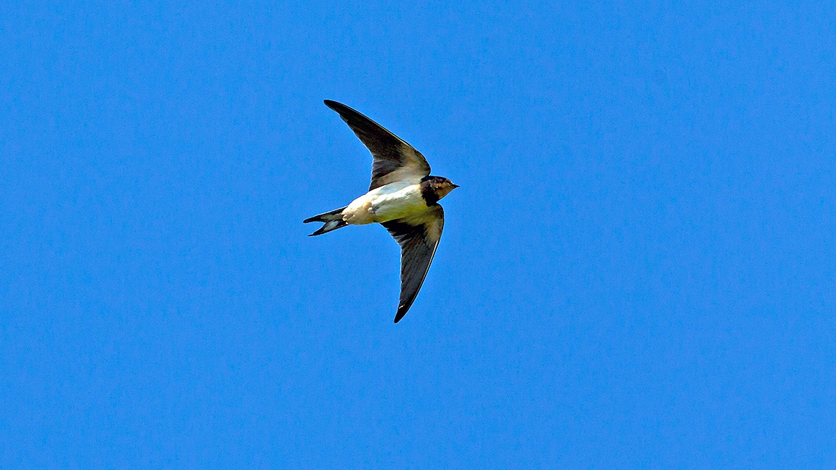 Barn Swallow [Hirundo rustica rustica]