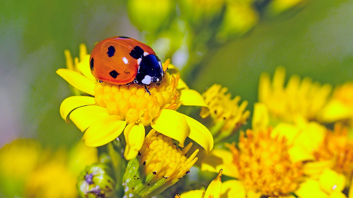 Seven-spot Ladybird [Coccinella septempunctata]