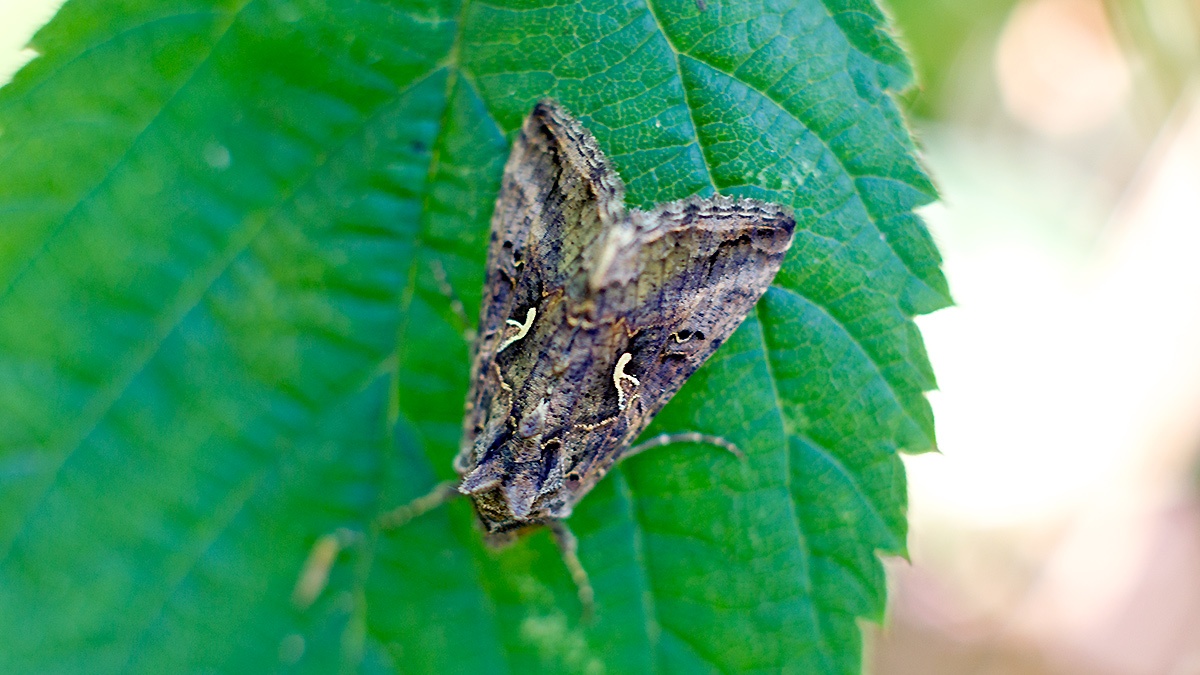 Silver Y [Autographa gamma]