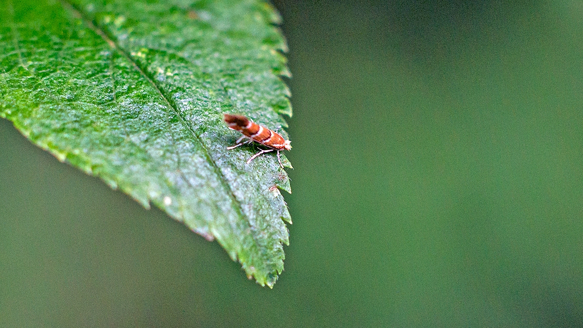 Horse-chestnut Leaf Miner [Cameraria ohridella]