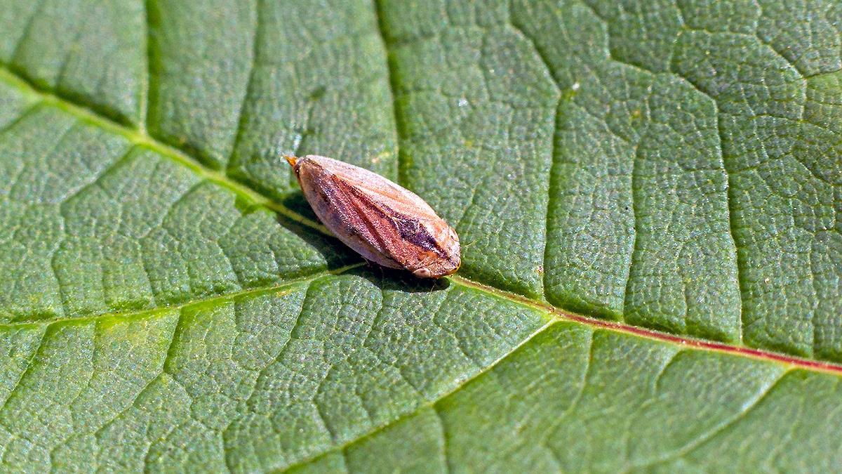 Meadow Froghopper [Philaenus spumarius]