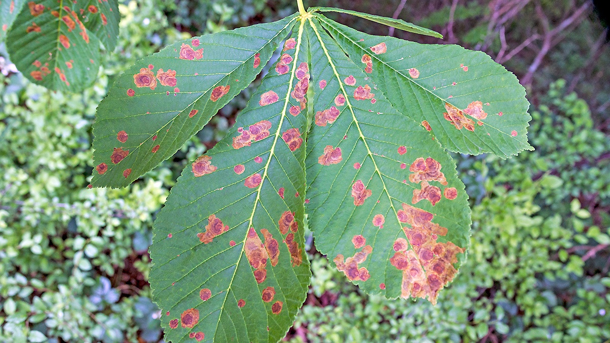 Horse-chestnut Leaf Miner [Cameraria ohridella]