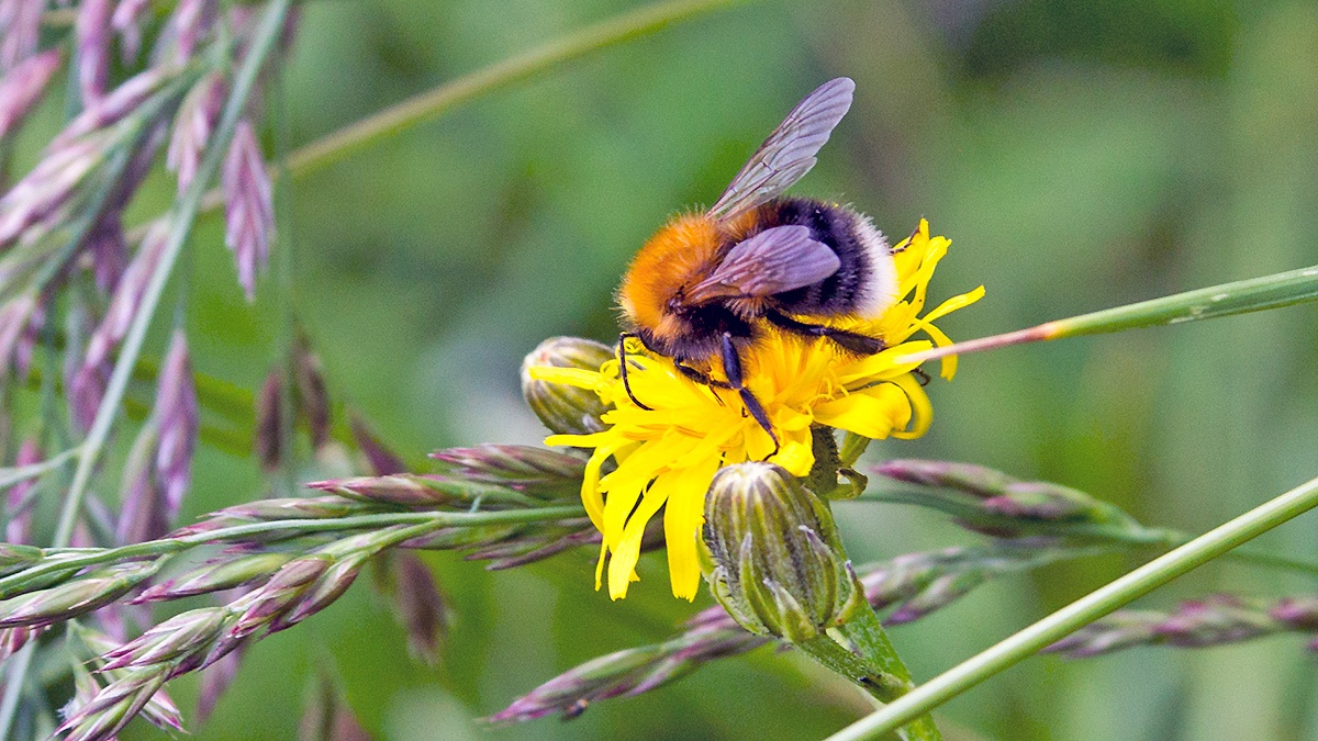 Tree Bumblebee [Bombus hypnorum]
