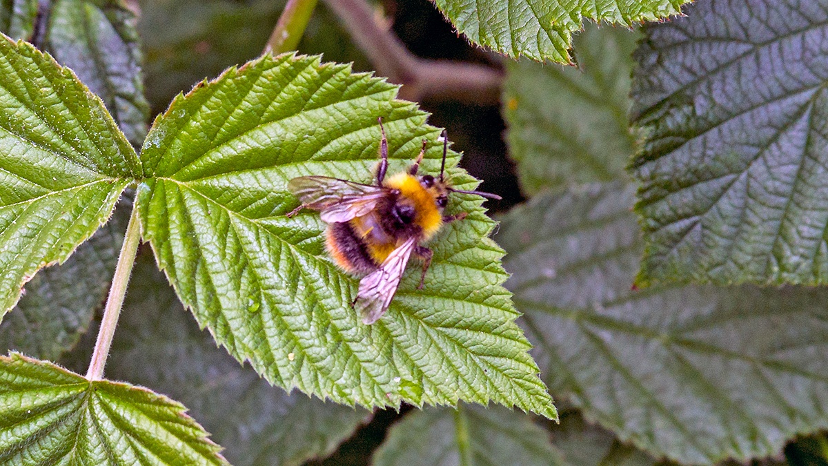 Early Bumblebee [Bombus pratorum]