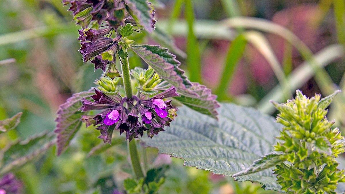 Black Horehound [Ballota nigra]