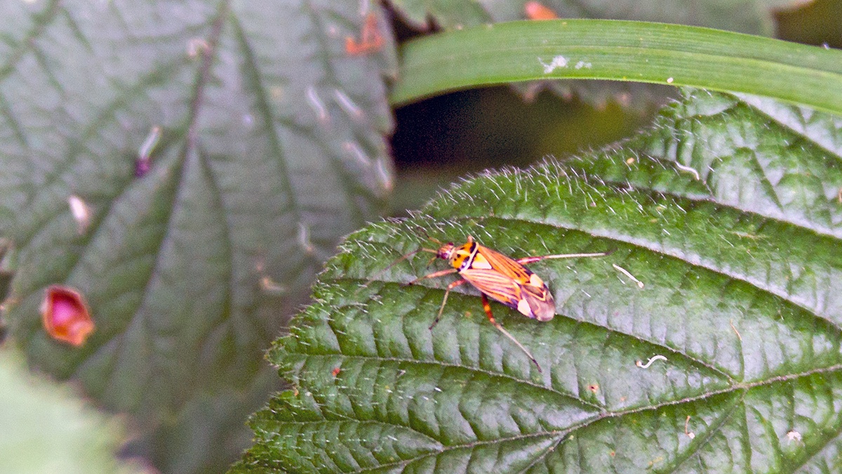 Striped Oak Bug [Rhabdomiris striatellus]