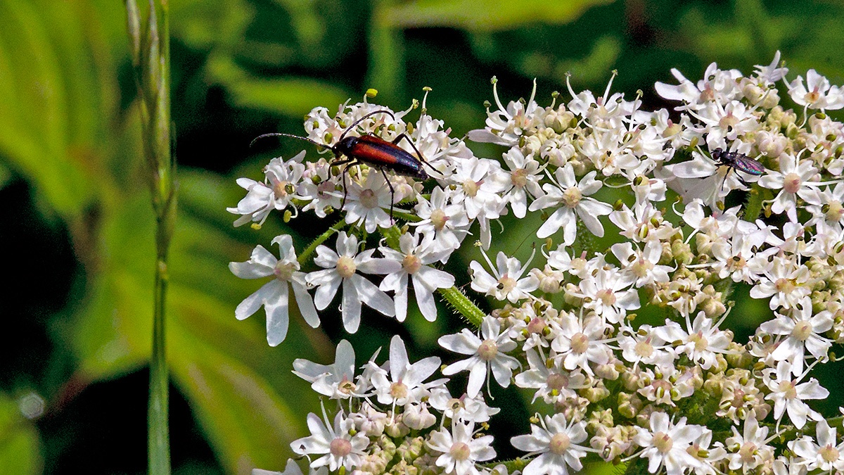 Black-striped Longhorn Beetle [Stenurella melanura]