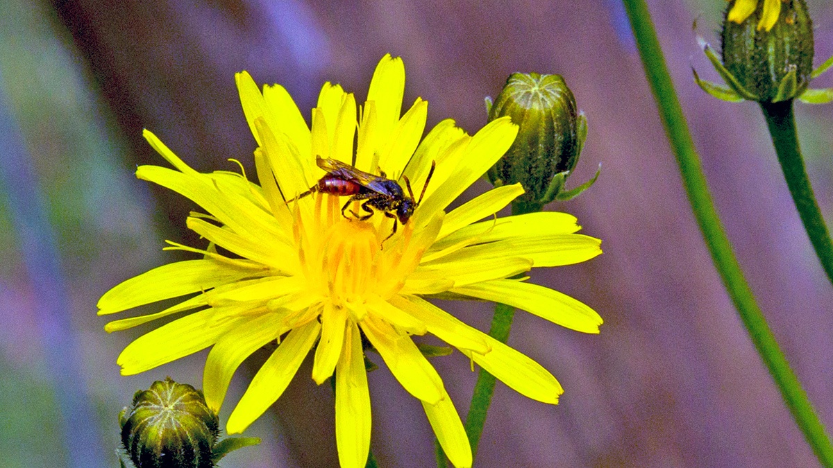 Fabricius' Nomad Bee [Nomada fabriciana]