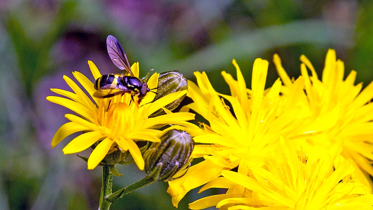 Two-banded Wasp Hoverfly [Chrysotoxum bicinctum]