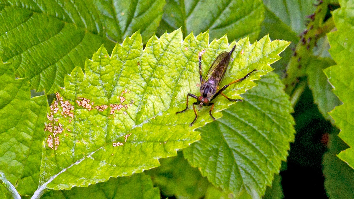 Common Awl Robberfly [Neoitamus cyanurus]